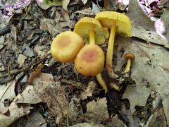 Pholiota subsulphurea