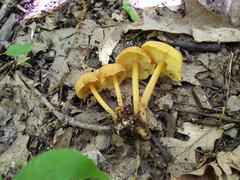 Pholiota subsulphurea