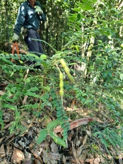 Sophora fraseri