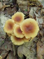 Pholiota subsulphurea