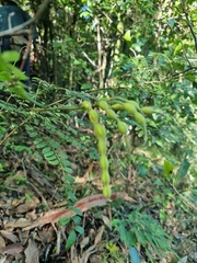 Sophora fraseri