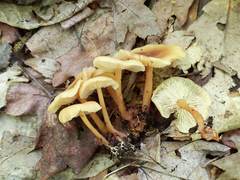 Pholiota subsulphurea