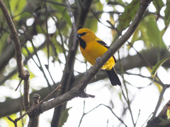 Icterus nigrogularis