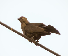 Quiscalus lugubris