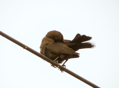 Quiscalus lugubris