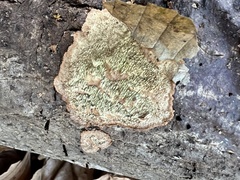 Dentocorticium portoricense