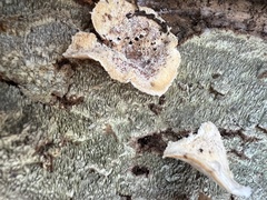Dentocorticium portoricense