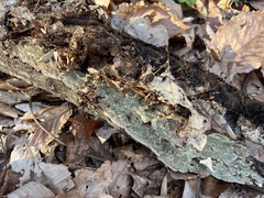 Dentocorticium portoricense
