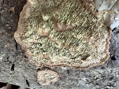 Dentocorticium portoricense