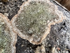 Dentocorticium portoricense