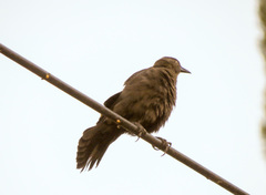 Quiscalus lugubris