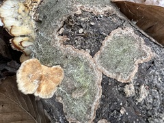 Dentocorticium portoricense