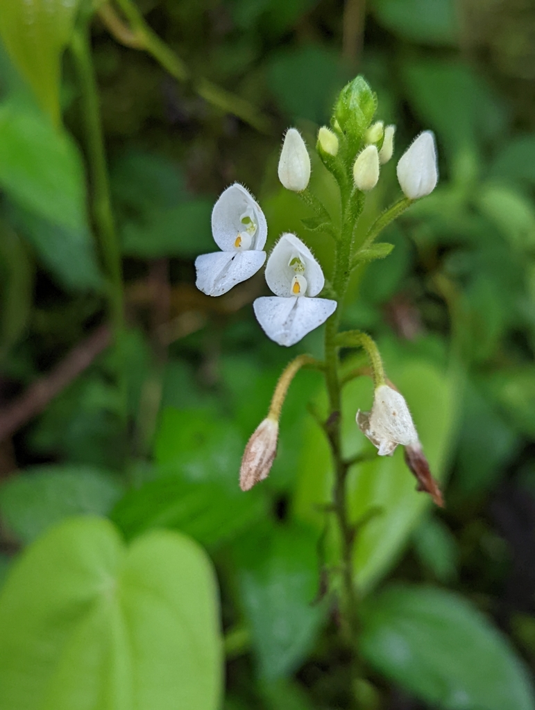 Ponthieva pseudoracemosa