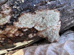 Dentocorticium portoricense