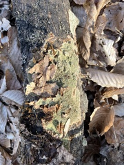 Dentocorticium portoricense