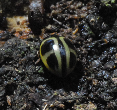 Aegithus quadrinotatus