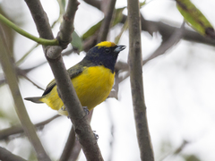 Euphonia trinitatis