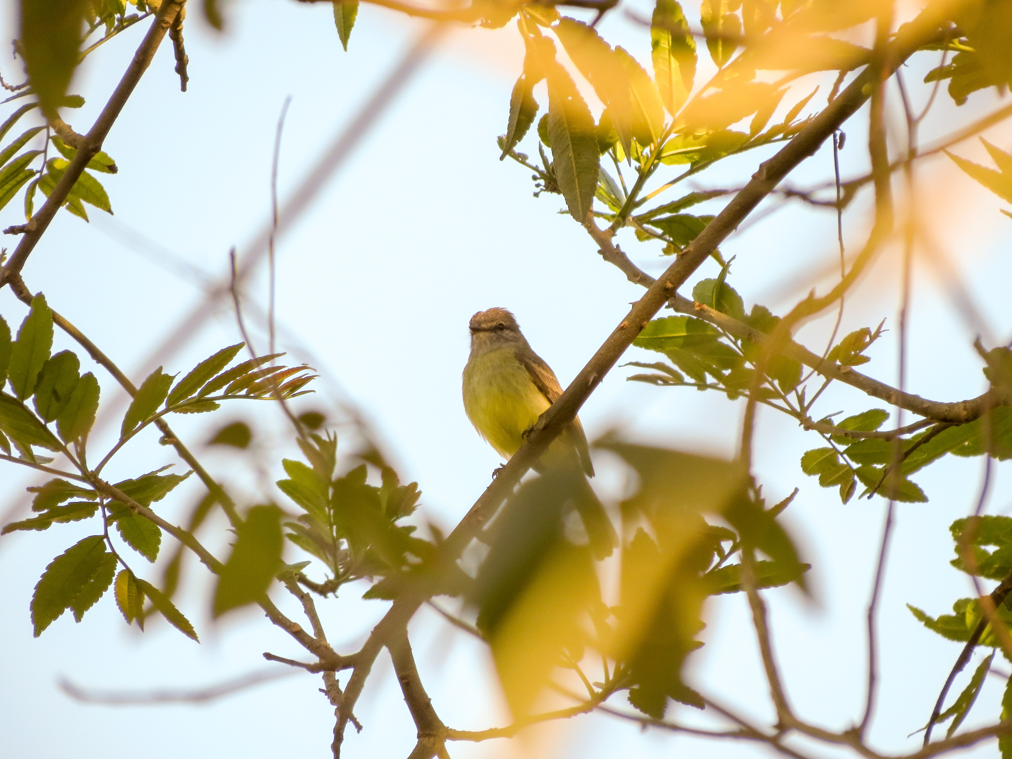 Sooty-headed Tyrannulet (Phyllomyias griseiceps), photo 6
