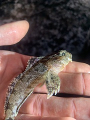 Hemilepidotus spinosus