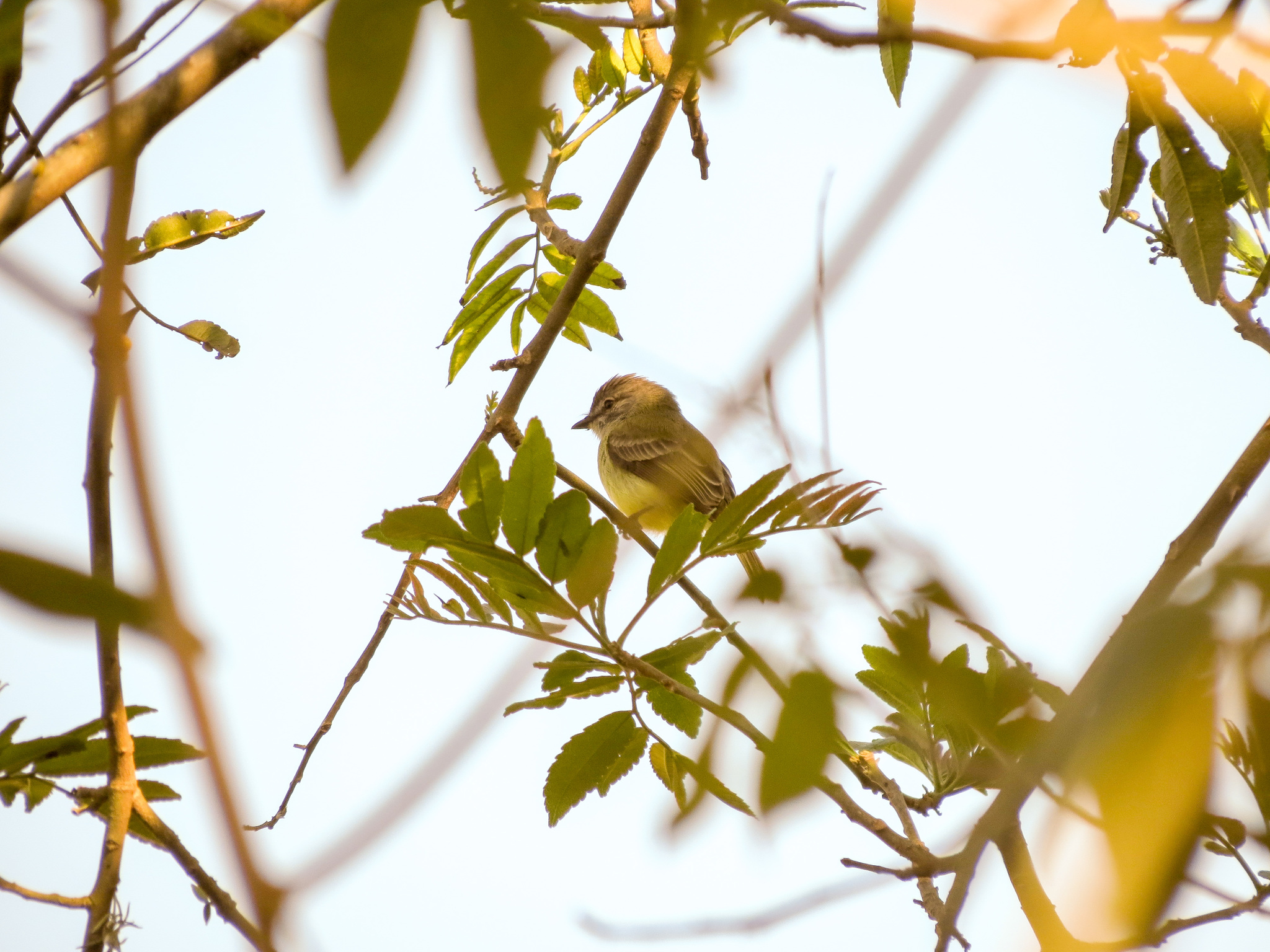 Sooty-headed Tyrannulet (Phyllomyias griseiceps), photo 8
