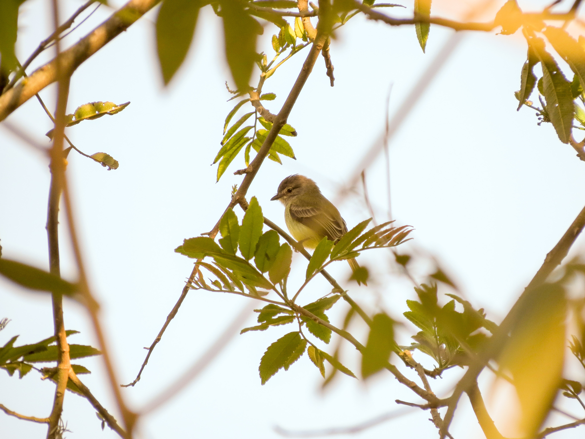 Sooty-headed Tyrannulet (Phyllomyias griseiceps), photo 7