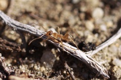 Myrmecocystus testaceus