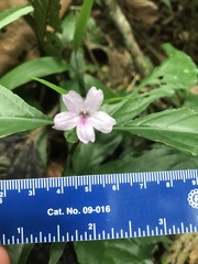 Ruellia terminalis