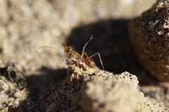 Myrmecocystus testaceus