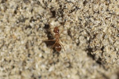 Myrmecocystus testaceus