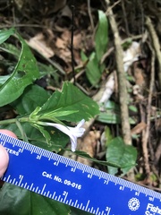 Ruellia terminalis