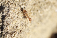Myrmecocystus testaceus