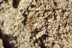 Myrmecocystus testaceus
