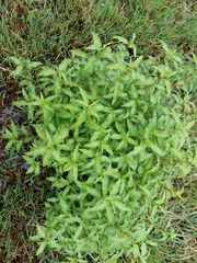 Persicaria barbata