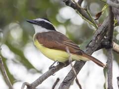 Pitangus sulphuratus