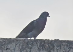 Columba livia domestica