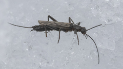 Allocapnia pygmaea