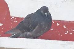 Columba livia domestica