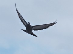 Columba livia domestica