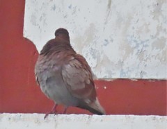 Columba livia domestica