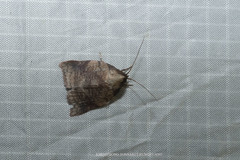 Beara tortriciformis