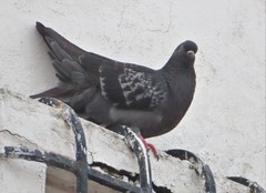 Columba livia domestica