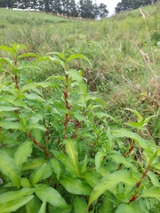 Persicaria barbata
