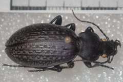 Carabus chevrolati