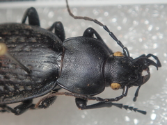 Carabus chevrolati