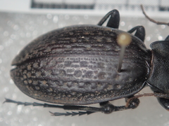 Carabus chevrolati