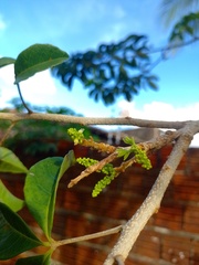 Allophylus puberulus