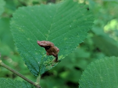 Tetraneura
