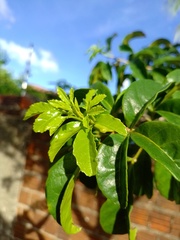 Allophylus puberulus