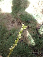 Allophylus puberulus