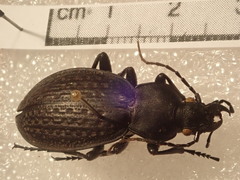 Carabus chevrolati